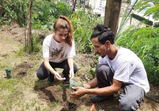 Voluntários do projeto Favela Viva plantam mudas de árvores, muitas delas frutíferas -  (crédito: Divulgação)