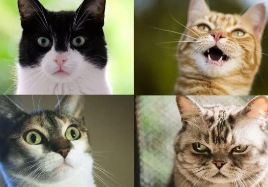 Algumas das diversas expressões faciais dos gatos -  (crédito: GETTY IMAGES)