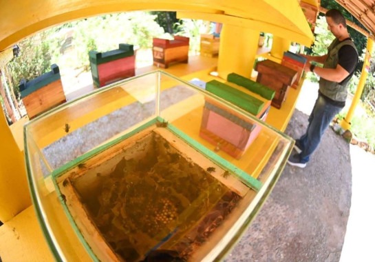 Meliponário Biofábrica: fábrica de abelhas sem ferrão em BH -  (crédito: Leandro Couri/EM/D.A Press)