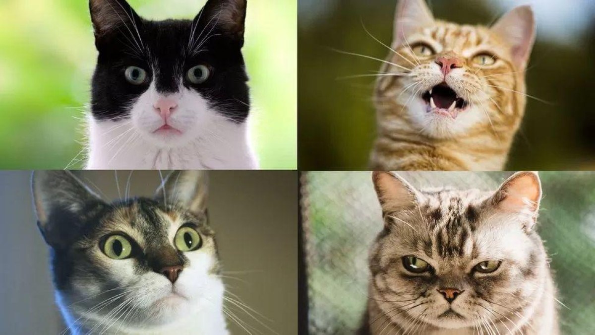 O que a ciência já sabe sobre as 'caretas' dos gatos - e o que elas querem dizer