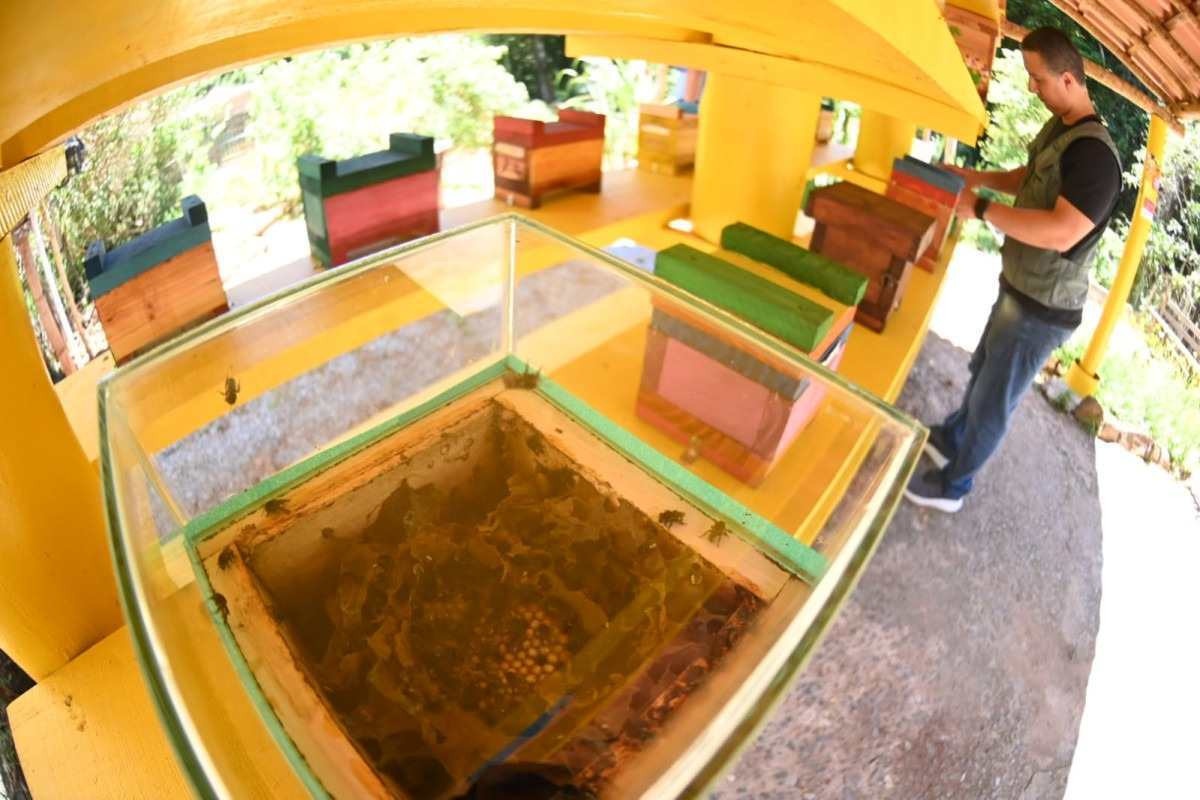 Biofábrica de abelhas sem ferrão é inaugurada em BH