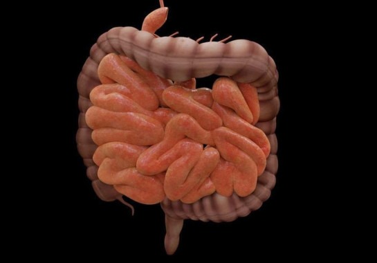 A doença de Crohn (DC) é uma doença inflamatória intestinal (DII) crônica que afeta a qualidade de vida dos pacientes se não tratada de forma adequada. Ela não tem cura, mas tem tratamento -  (crédito: Jim Coote/Pixabay)