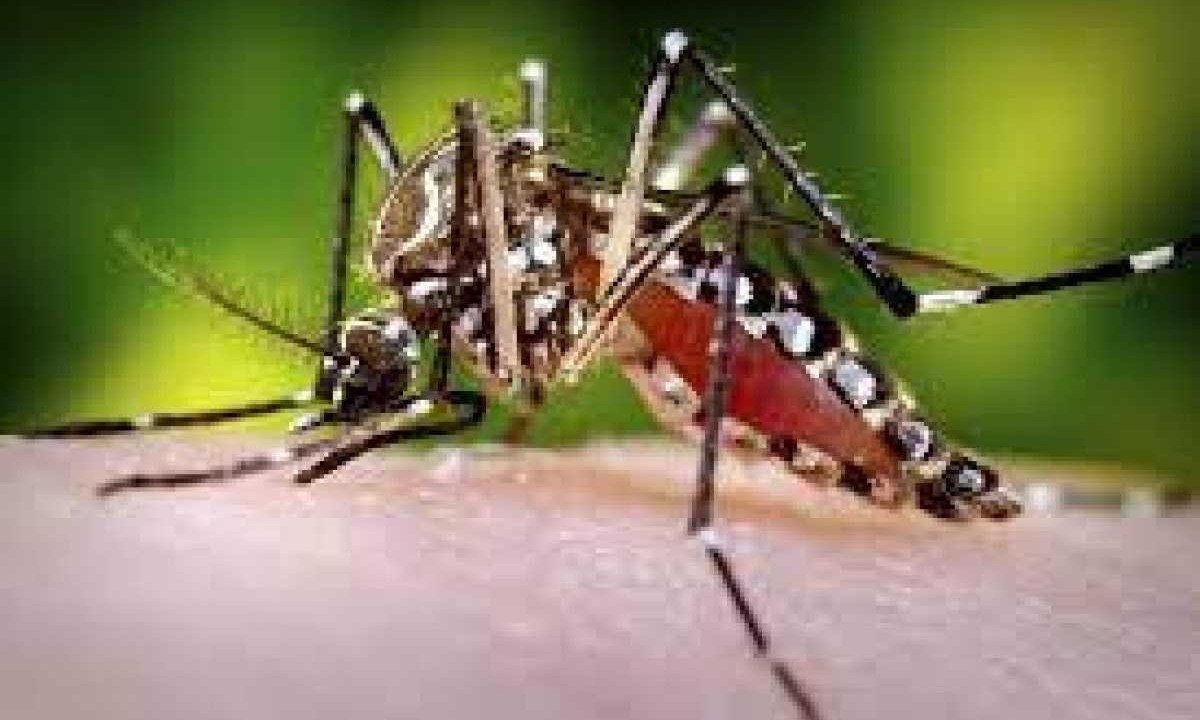 Mosquito Aedes aegypti , transmissor  da dengue -  (crédito: Flickr)