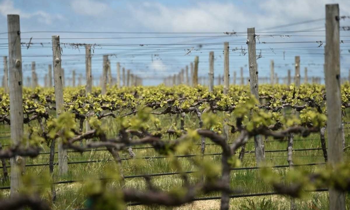 Vinhas no vinhedo do enólogo Justin Jarrett em Orange, Nova Gales do Sul. A produção global de vinho caiu este ano para o nível mais baixo desde 1961, quando os vinhedos foram atingidos por eventos climáticos extremos
- (crédito: PETER PARKS / AFP) Vinhas no vinhedo do enólogo Justin Jarrett em Orange, Nova Gales do Sul. A produção global de vinho caiu este ano para o nível mais baixo desde 1961, quando os vinhedos foram atingidos por eventos climáticos extremos
- (crédito: PETER PARKS / AFP)