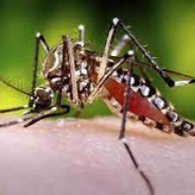 Cidade de São Paulo identifica o primeiro caso do sorotipo 3 da dengue - Flickr