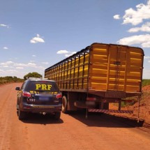 Transporte de gado Nelore furtado de fazendeiro em MG é interceptado pela PRF - PRF/Divulgação