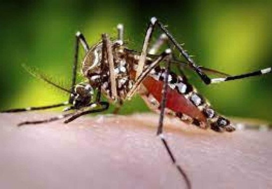 Mosquito Aedes aegypti , transmissor  da dengue -  (crédito: Flickr)