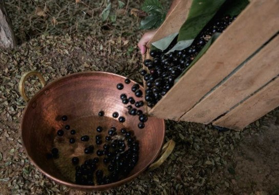 Os pratos nas barracas de alimentação têm de usar um produto vindo da jabuticaba no preparo -  (crédito: Divulgação/31ª Festa da Jabuticaba)