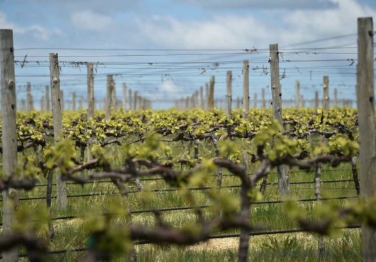Vinhas no vinhedo do enólogo Justin Jarrett em Orange, Nova Gales do Sul. A produção global de vinho caiu este ano para o nível mais baixo desde 1961, quando os vinhedos foram atingidos por eventos climáticos extremos
       -  (crédito:  PETER PARKS / AFP)