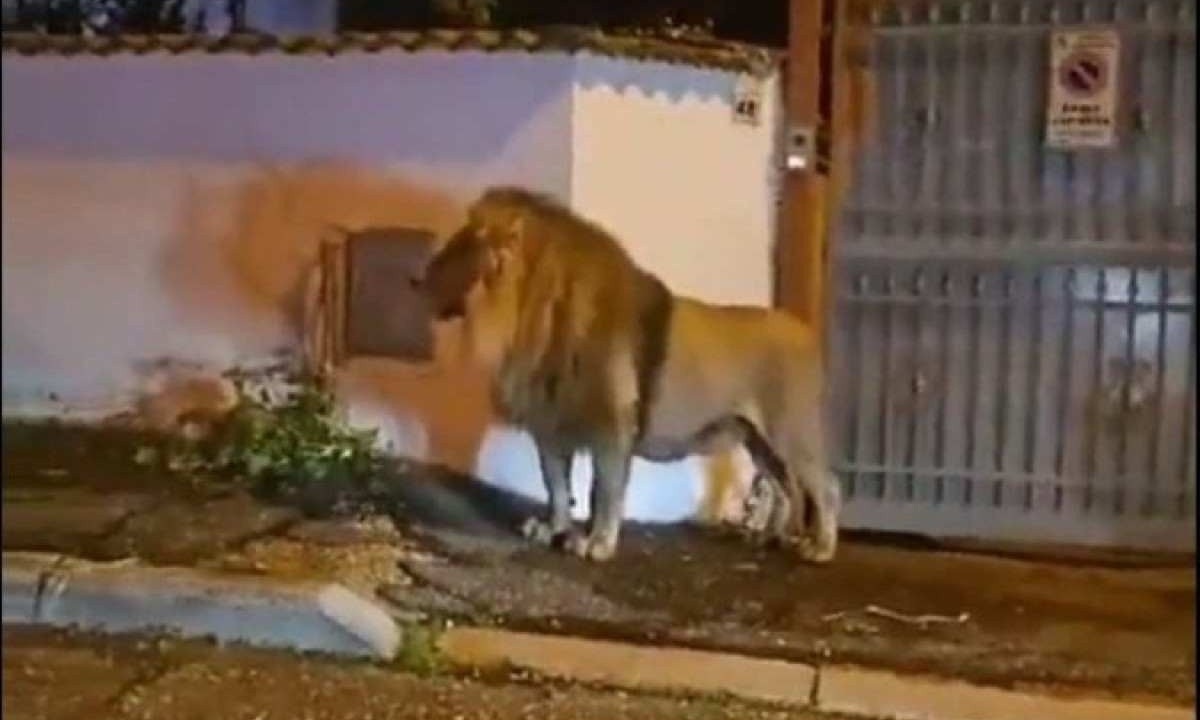 O animal foi sedado e capturado pela equipe do circo com apoio das autoridades locais
 -  (crédito: Redes Sociais/Reprodução)