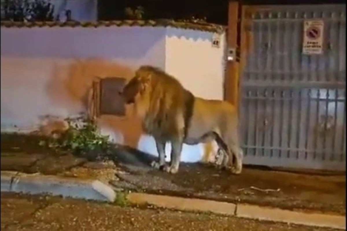 Leão foge de circo e é flagrado andando pelas ruas de cidade na Itália