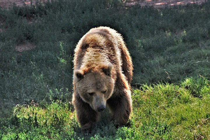 Ursa parda é salva do ‘corredor da morte’ na Itália - Sheila Brown / Domínio Público