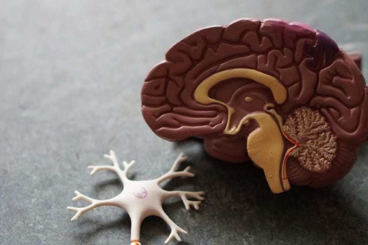 Cientistas localizam área cerebral ligada a deficiências em pacientes com Parkinson; confira