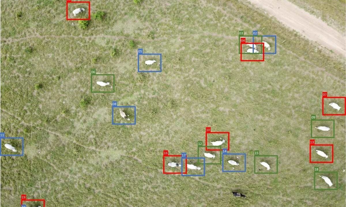 Drones são usados para detectar e contar automaticamente o gado no campo -  (crédito: Embrapa/Divulgação)