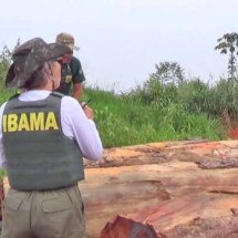 Em operação no Amazonas, Ibama destrói madeireiras clandestinas - Reprodução TV Globo