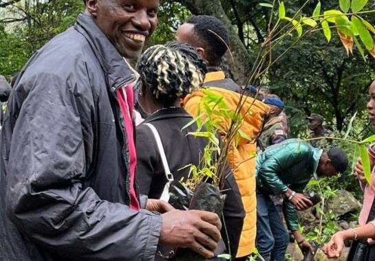 Objetivo do governo do Quênia é que 15 bilhões de árvores sejam plantadas em 10 anos -  (crédito: Ken Mungai/BBC)