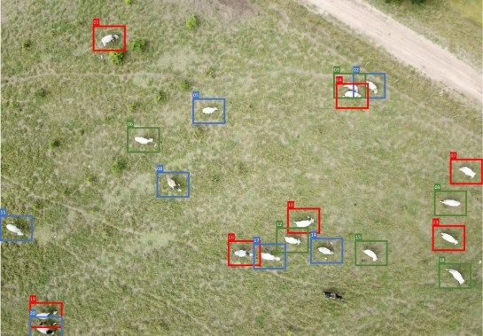 Drones são usados para detectar e contar automaticamente o gado no campo -  (crédito: Embrapa/Divulgação)