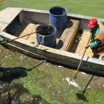 PBH recolhe quase 500 peixes mortos na Lagoa da Pampulha - Jair Amaral/EM/D.A Press