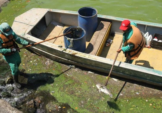 Trabalhadores estimam que número de peixes recolhidos passe dos 600, mas contagem oficial da prefeitura chega em 492 -  (crédito: Jair Amaral/EM/D.A Press)