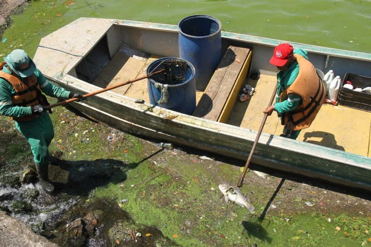 PBH recolhe quase 500 peixes mortos na Lagoa da Pampulha