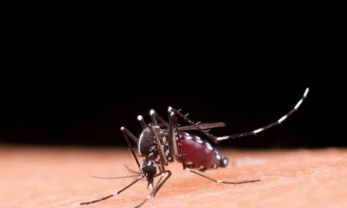 A dengue é transmitida pelo mosquito Aedes aegypti; sua maior incidência, normalmente, ocorre no verão, devido ao período de chuvas -  (crédito: Jcomp/ Freepik)