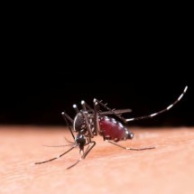 Dia Nacional de Combate à Dengue: Qdenga é nova alternativa contra arbovirose - Jcomp/ Freepik