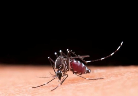 A dengue é transmitida pelo mosquito Aedes aegypti; sua maior incidência, normalmente, ocorre no verão, devido ao período de chuvas -  (crédito: Jcomp/ Freepik)