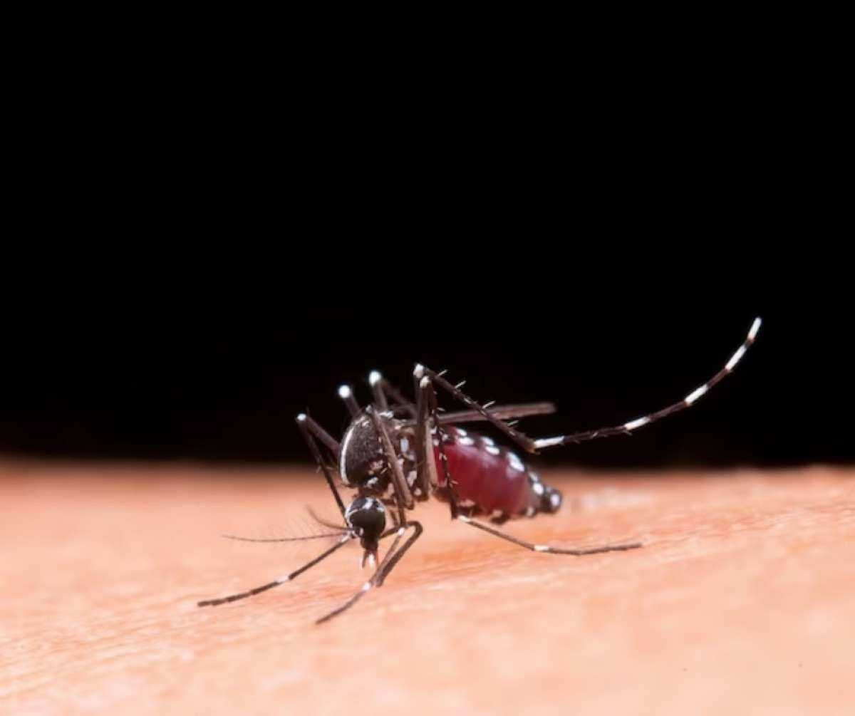 Dia Nacional de Combate à Dengue: Qdenga é nova alternativa contra arbovirose