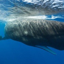 Ilha do Caribe anuncia criação da 1ª reserva de cachalotes do mundo  - Getty Images