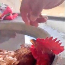 Pra quem não viu: Galo deita na pia para fugir de calor - Reprodução de Vídeo G1