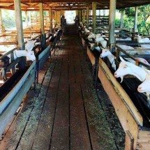 Queijos finos de  cabra à mineira - Laticínio Chaparral/Divulgação