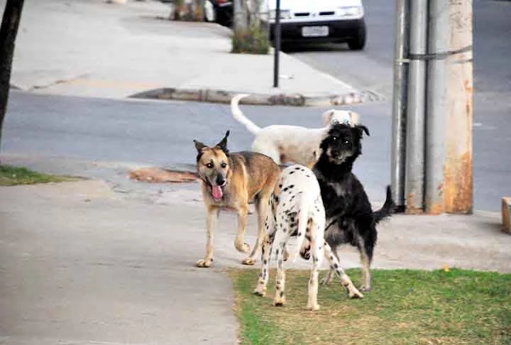 Projeto de adoção veste cachorros como garis -  Flickr Ducarvalho