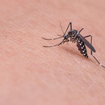 Mudanças climáticas e incidência de dengue: entenda a relação -  mika mamy/Pixabay