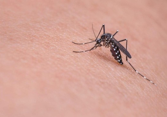 Mosquito Aedes aegypti: fator importante que contribui para o aumento da transmissão da dengue está diretamente ligado às mudanças climáticas que o mundo enfrenta -  (crédito:  mika mamy/Pixabay)