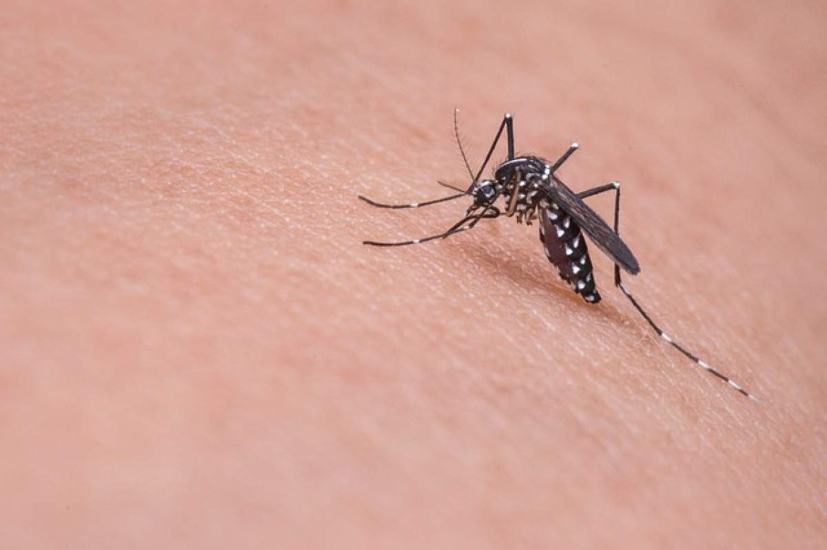 Mudanças climáticas e incidência de dengue: entenda a relação