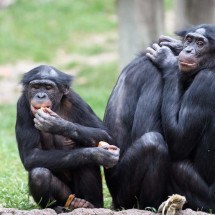 Bonobos cooperam com membros de grupos rivais, algo raro entre primatas -  Eric Kilby /Flickr