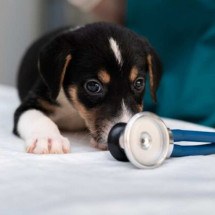 Órgãos emitem alerta para pneumonia canina misteriosa nos EUA - Freepik 