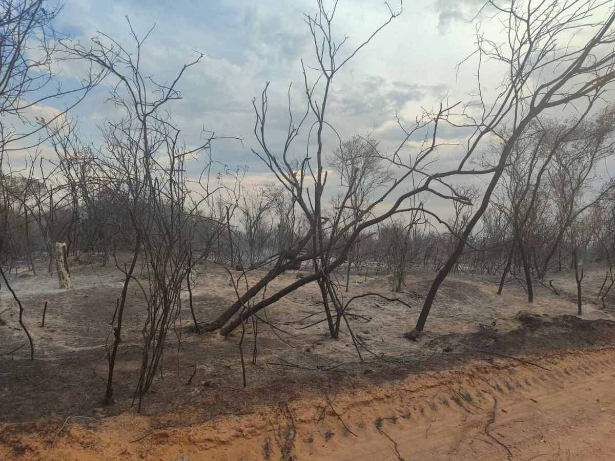 Depois do incêndio, a desolação de uma área gigante sem verde -  (crédito: CBMMG)