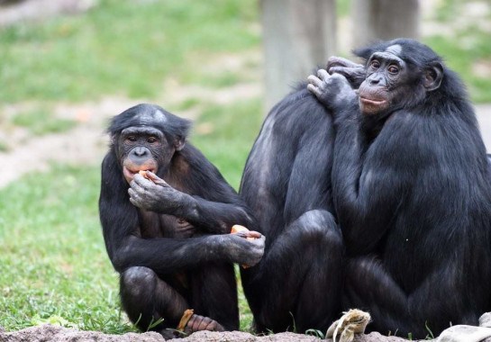 Bonobos comendo juntos no Fort Worh Zoo (EUA) -  (crédito:  Eric Kilby /Flickr)