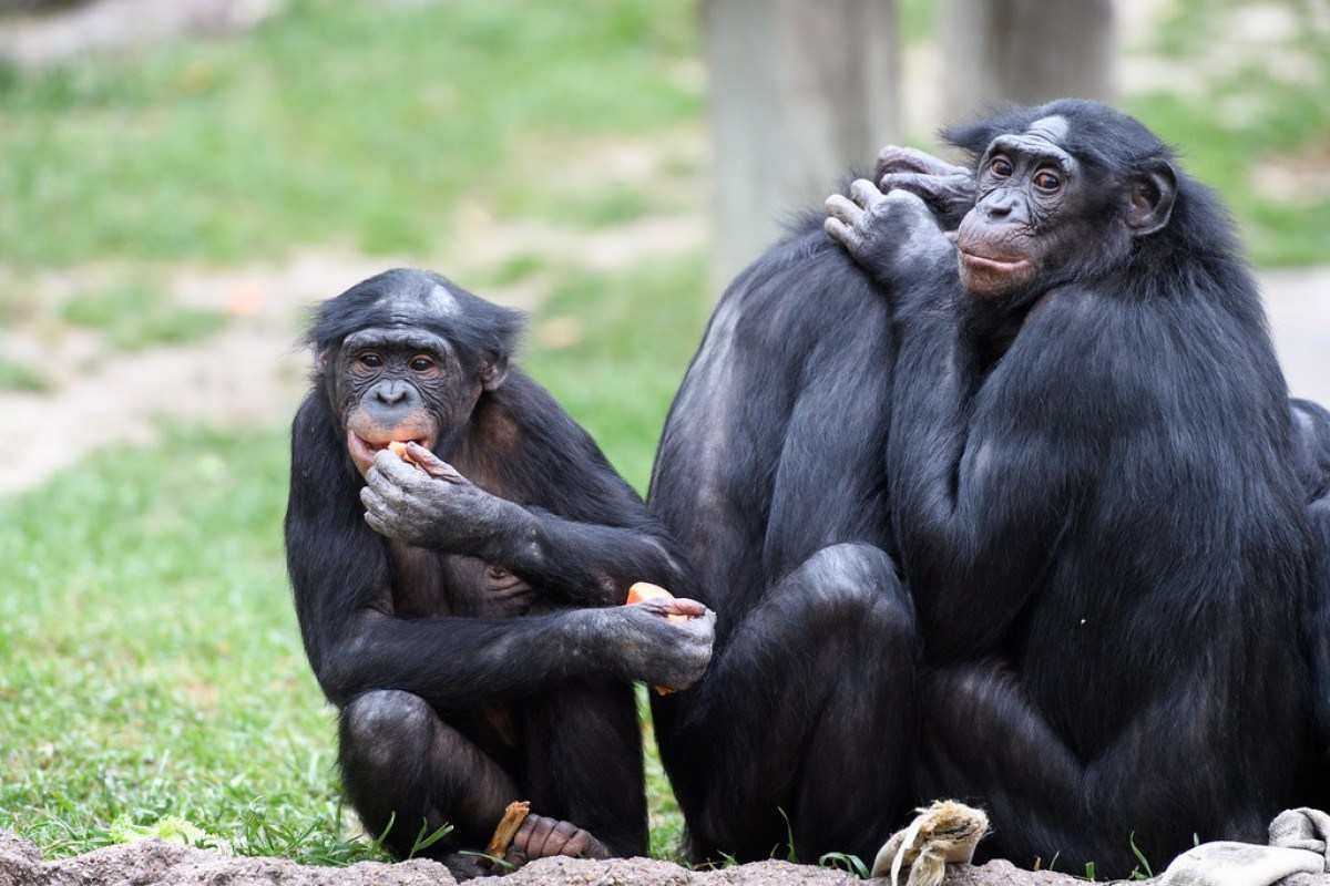 Bonobos cooperam com membros de grupos rivais, algo raro entre primatas