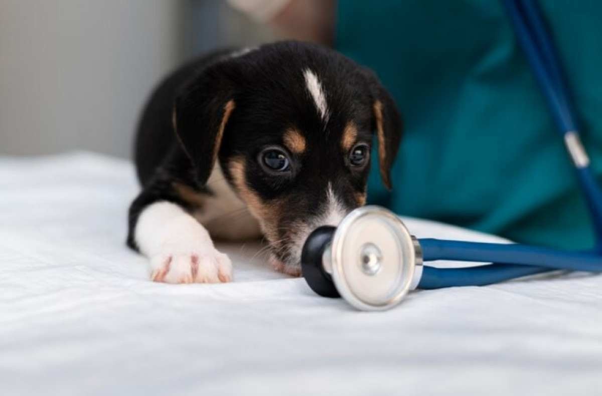 Órgãos emitem alerta para pneumonia canina misteriosa nos EUA