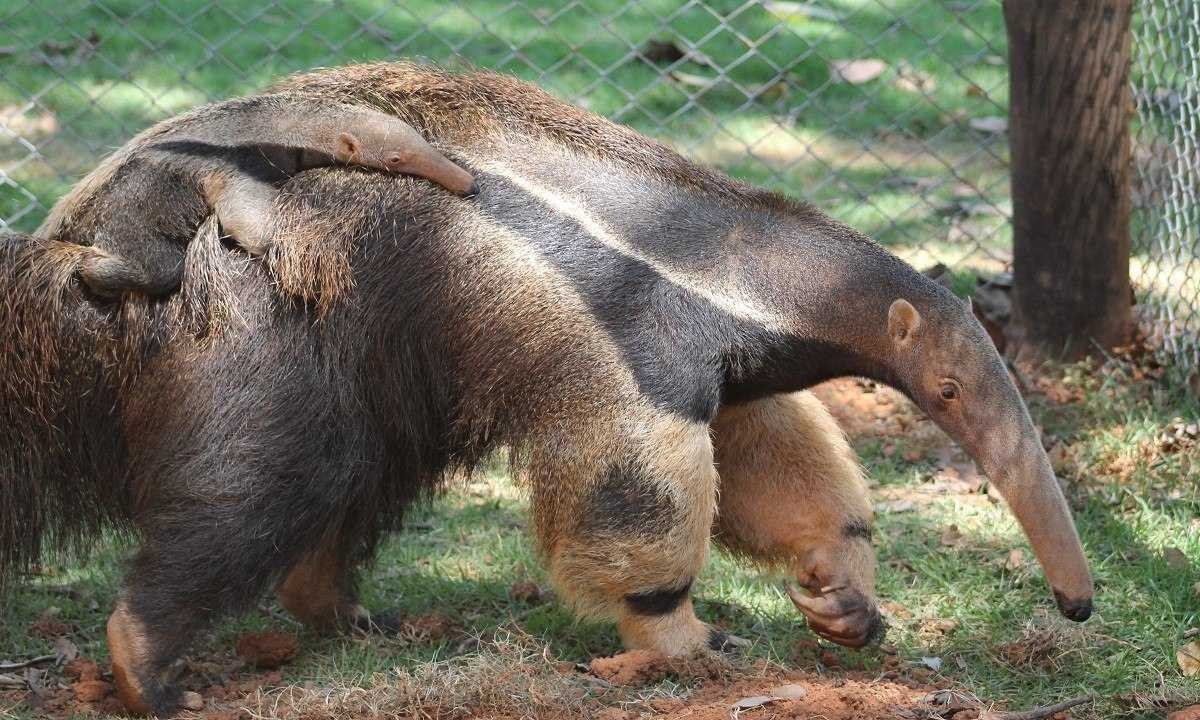 Filhote de tamanduá-bandeira nas costas de um de seus parentes