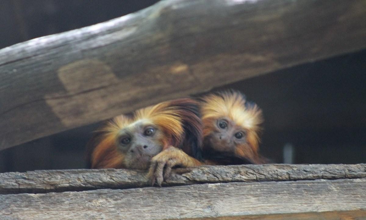 Zoo de BH comemora nascimentos de mico-de-cara-dourada e tamanduá-bandeira
