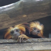 Zoo de BH comemora nascimentos de mico-de-cara-dourada e tamanduá-bandeira -  Divulga&ccedil;&atilde;o/Zool&oacute;gico de Belo Horizonte
