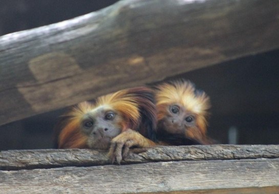 Com um novo membro, podem ser observados comportamentos mais próximos daqueles exibidos na natureza pelas famílias -  (crédito:  Divulgação/Zoológico de Belo Horizonte)