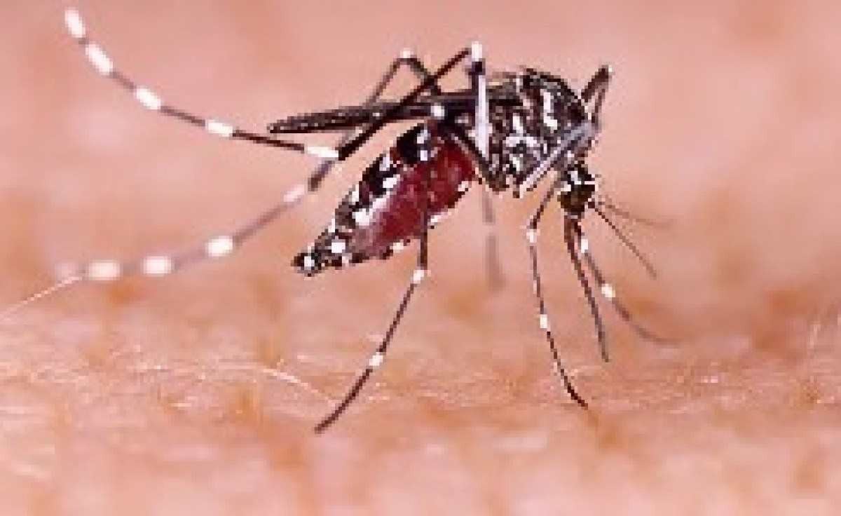 PBH faz soltura de mosquitos da dengue 'infectados'