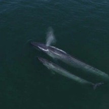 A inesperada volta de baleias azuis ao 'refúgio' onde foram exterminadas - Oceanic films
