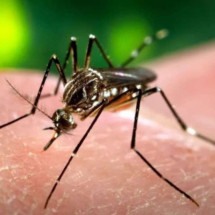 Dengue tipo 3 pode ser grave para quem já teve a doença, alertam especialistas - Agência Brasil