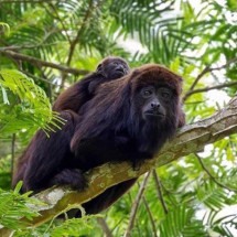 Macacos Bugio voltam a ser avistados em parque em Minas após seis anos - Guilherme Brandão/Divulgação