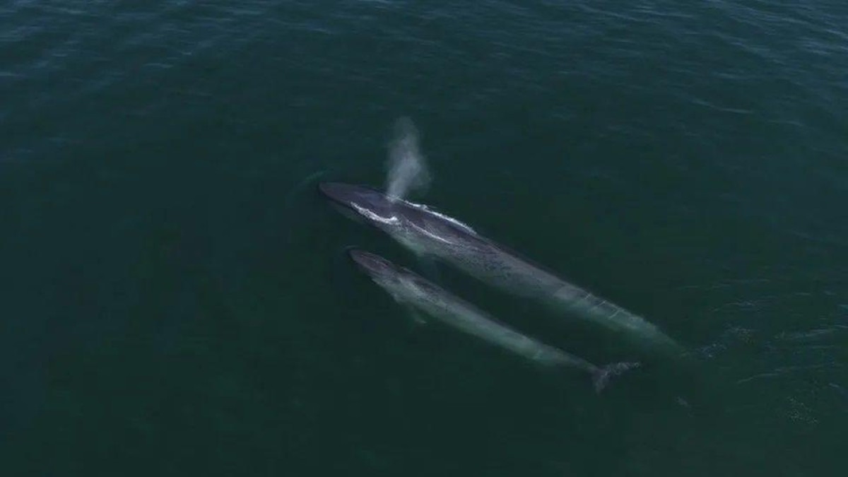 A inesperada volta de baleias azuis ao 'refúgio' onde foram exterminadas